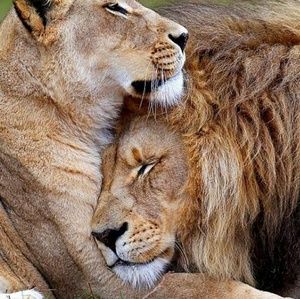 Meet your Posher, Tech